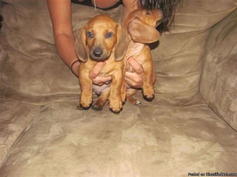 Dachshund puppies require a lot of attention and care. Mini Dachshund Puppies - Price: $250.00 for sale in Yucca Valley, California - Best pets Online