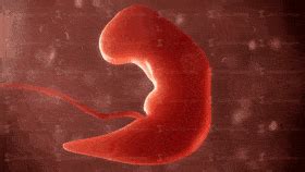 ncredible Real Photography of the journey from a sperm to ...