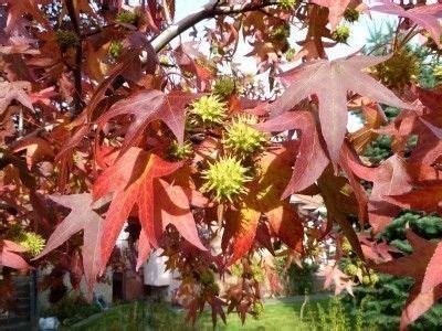 Maybe you would like to learn more about one of these? Sweetgum Tree Info: How To Grow Sweetgum Trees | Fast ...