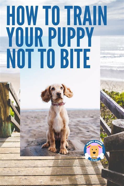 Bringing home a new puppy? Potty training, often called home training, is among the ...