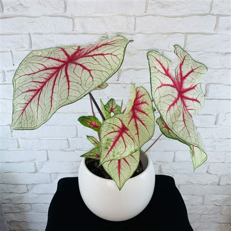 They are also superior indoor plants, excellent in the. Caladium White Queen | Kwiatowy Dom - sklep internetowy z ...