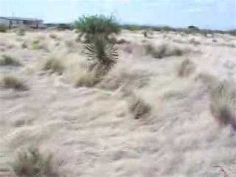 Maybe you would like to learn more about one of these? Yucca Flower Stalk Gathering - YouTube