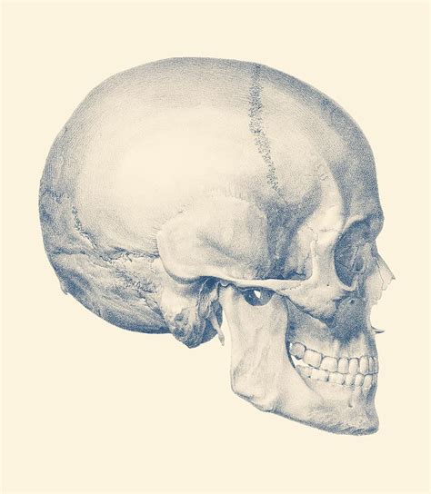 Human skull front and side view set vector. Full Human Skull - Side View - Vintage Anatomy Drawing by ...