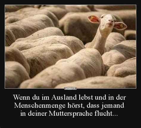 Pin von Andreas Umlauff auf Tiere | Lustig humor, Humor ...
