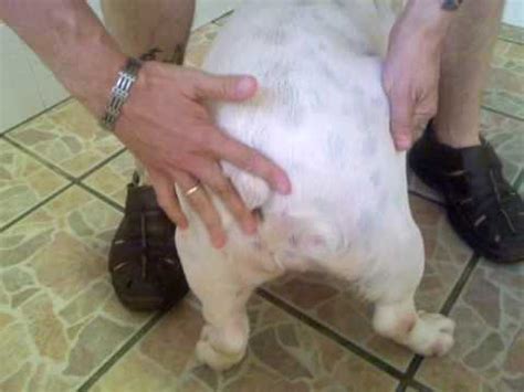 A tail pocket is simply the small indentation or fold of skin underneath your french bulldog's tail, caused by wrinkles of excess skin. EDITION OF LUXE (BULLDOGS TAILS) - YouTube