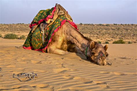 The llama, the alpaca, the guanaco. Riding a Possessed Camel in Jaisalmer, India