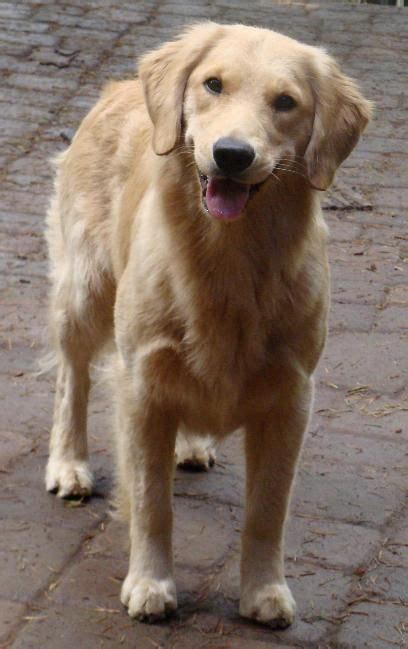 We specialize in breeding english golden retrievers w/champion bloodlines. Golden Retriever Breeder Oregon ~ Golden Retriever Puppies ...