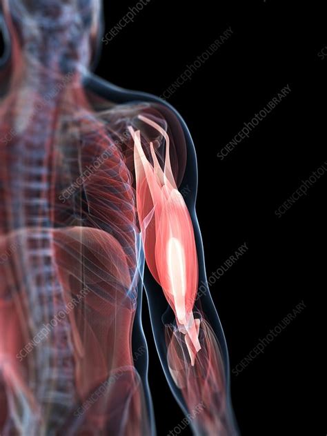 Your biceps, triceps, and deltoids. Upper arm muscles, artwork - Stock Image - F005/5422 ...