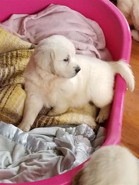 The powerful first 12 weeks that can shape your puppy's future: What Is Puppy Culture? | Puppies, Golden breed, Puppy play