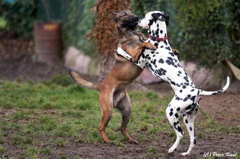 Bei meinen tomaten bin ich mir sicher, dass ich sie im juni in den garten stellen kann. Malinois Chili und der Dalmatiner Jimmy spieln im Garten ...