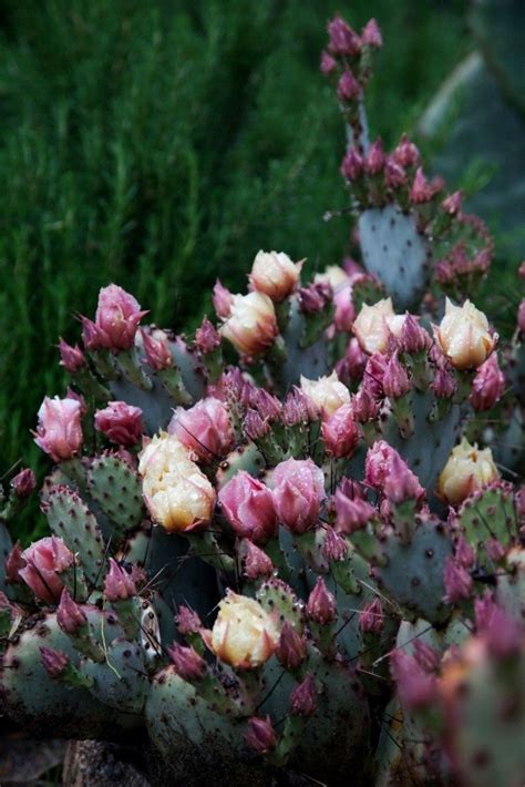 Maybe you would like to learn more about one of these? Santa Rita prickly pear -- a summer splash of purple in ...