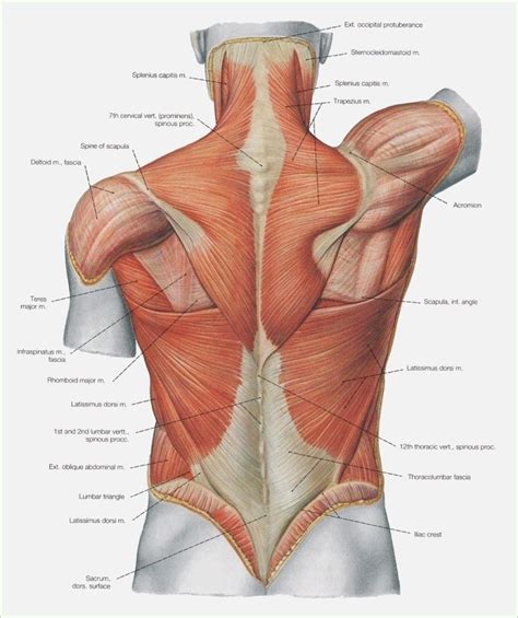 Anatomy of the muscular system. Upper Torso Anatomy - Upper Body Muscle Groups Body ...