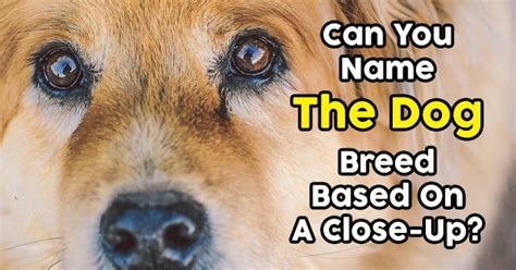 How often can your goldendoodle give birth? Can You Name The Dog Breed Based On A Close-Up? | QuizPug