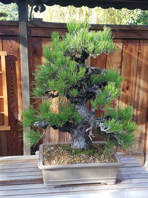 The bonsai garden at lake merritt in oakland, california is one of the largest and finest collections of bonsai on the west coast. Adventures in Weseland: The Bonsai Garden at Lake Merritt