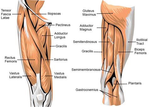 The single bone in the thigh is called the femur. Anatomy Of Leg Muscles And Tendons Muscle Anatomy Upper ...