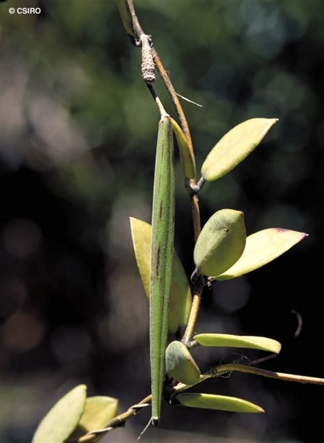 » search the hoyas database: Factsheet - Hoya australis subsp. australis