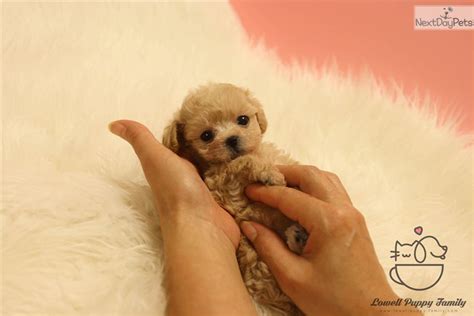 At times we may only have a few maltipoo available so we do hope you check back soon to find and locate your new furry best friend! Momo: Malti Poo - Maltipoo puppy for sale near Albany, New ...