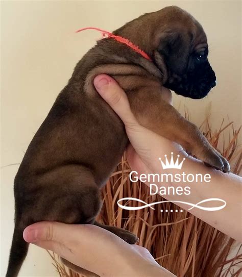 Full blooded great dane puppies available and will be ready to go to their furever home on october 21st. Great Dane Puppies For Sale | Billings, MT #253166