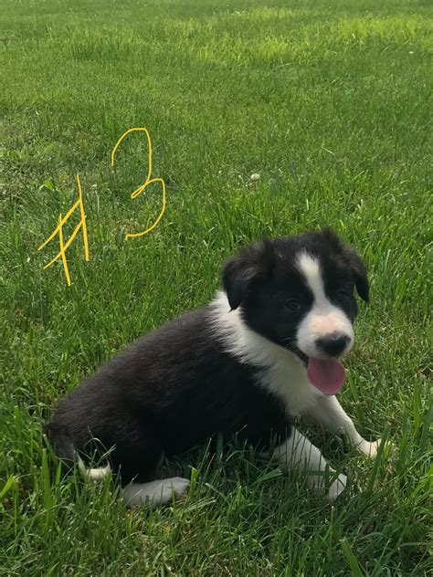 Looking for an aussiedoodle to add to your family? Border Collie Puppies For Sale | Horse Branch, KY #299009
