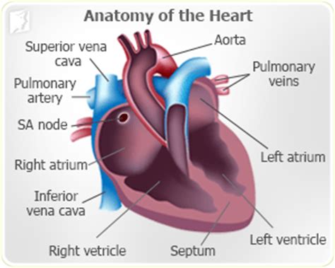 7 natural treatments for irregular heartbeat. Irregular HeartBeat Symptom Information | Menopause Now