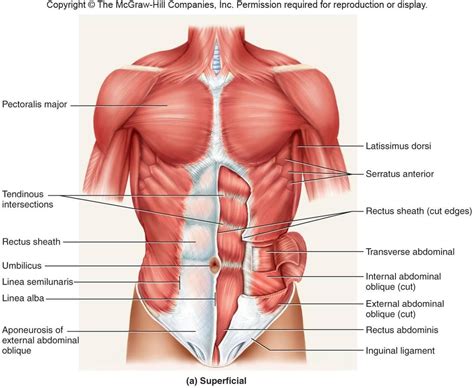 Anatomy • free medical books. Anatomy Of Core Muscles - Human Anatomy Diagram | Human ...