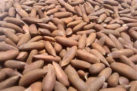 So friends, if you like this post dry fruits name then tell us to do comments and do not forget to share this post with your friends. Health Properties and Benefits of Chilgoja in Hindi