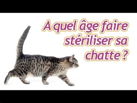 Looking for online definition of mucoviscidose in the medical dictionary? A quel âge faire stériliser sa chatte ? - YouTube