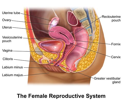 The activity of the female reproductive system is controlled by hormones released by both the brain and the ovaries that cause the development and release of eggs. FEMALE REPRODUCTIVE SYSTEM DIAGRAM - Unmasa Dalha