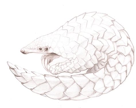 When a pangolin feels threatened it will curl up into a ball. Pangolin Sketch at PaintingValley.com | Explore collection ...