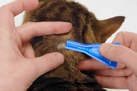 Gastroenteritis in cats is a condition characterized by inflamed gastric and intestinal mucosa, compromising related categories. Cat Fleas - Fleas B Gone