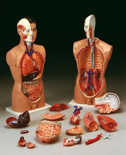 The budget peter petra torso dissects into a total of thirteen parts: Torso Anatomy Chart / Internal Organs Torso High ...