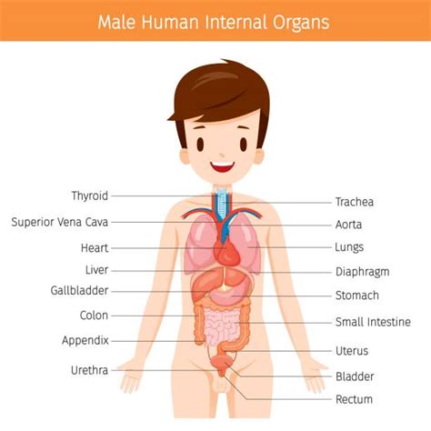 Male internal organs of the human body. Naked Cartoon Men Illustrations, Royalty-Free Vector ...