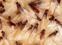 Subterranean termites are difficult to control considering they live beneath the soil. Chicago Termite and Pest Control | Lyons | Blue Island ...