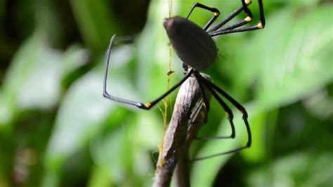 Camel spider bite pictures, how to identify? Cairns Spider Eats Snake (HD) - YouTube