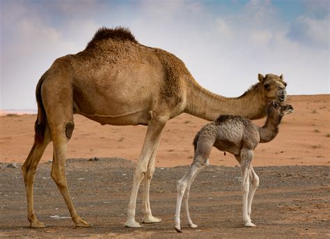 Is stranger than anyone thinks. UAE Camels | Mother's Love