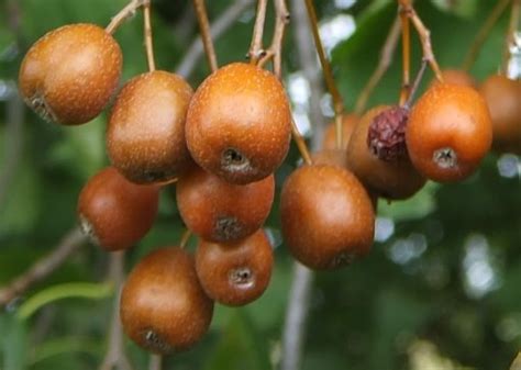 There are 2 distinct forms, s. Chequers - Wild Service Tree - Atomic Shrimp