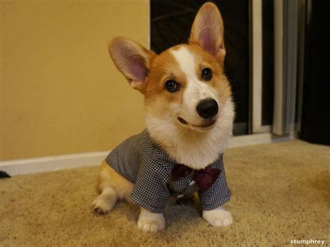 Based on corgi owners, we can confidently say they make excellent pets. nattily dressed corgi | Pet costumes for dogs, Corgi, Pet ...