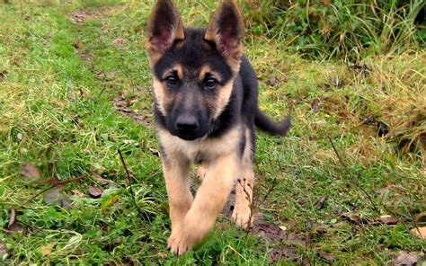 Closeup of purebred young german shepherd dog puppy outdoors on a grass field on a sunny spring day. 49+ Baby German Shepherd Wallpaper on WallpaperSafari