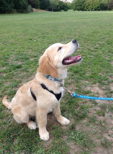 If you are interested in the variety of goldendoodle colors, you can read a discussion and see many pictures of goldendoodle colors here. Dudley the golden retriever with his new Turquoise stars ...