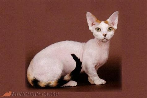 Since the minskin is a cross with the same breeds, it is sometimes confused with a bambino cat because it sits low to the ground due to its short legs, and has a small to medium. Breed cats Minskin | Питомник KARAPUZ