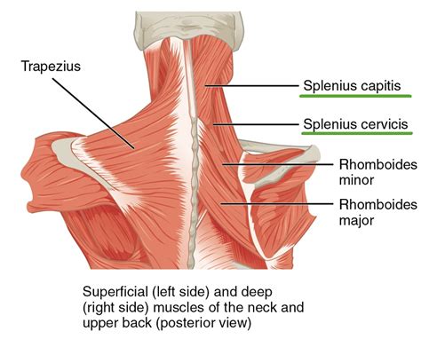 The back anatomy includes some of the most massive and functionally important muscles in the human body. Intrinsic Back Muscles - Anatomy of the Torso | Medical ...