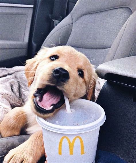 Couple signs of food aggression and resource guarding which is normal, but it's starting to feel like she may have some aggression issues and i'm not sure what to do. #dog #puppy #mcdonalds #cute #goldenretriever .....Do you ...