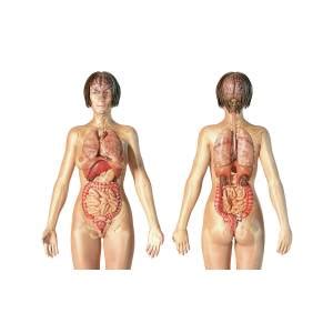 Posted in diagrams, women | tagged female anatomy, female body, female body diagram, female diagram, female health, female organs, woman anatomy, women anatomy, women health the importance of fiber during pregnancy new diagram. Female Anatomy Of Internal Organs Photograph by Leonello ...