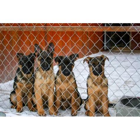 Do you have any german shepherd puppies or young german shepherd for to view our available puppies and upcoming german shepherd puppies for sale in wisconsin, please browse our website. German Shepherd puppy available with AKC pedigrees in ...