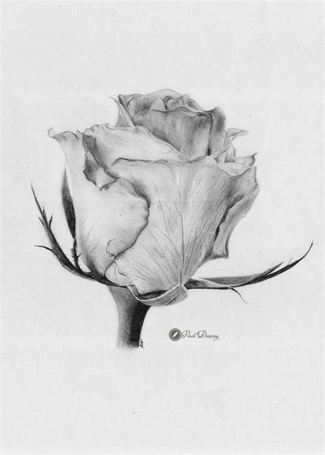 The only catch to drawing roses, is that they are not nearly as simple as say, a daisy, which has all its petals spread out and is pretty . 45 images drawn in pencil roses cute (part3) | Drawings ...