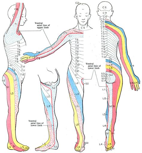 Female breast anatomy and axillary lymph nodes detailed colorful illustration. Dermatome (anatomy) - Wikipedia