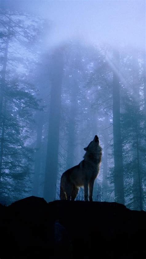 Find best wolf wallpaper and ideas by device, resolution, and quality (hd, 4k) from a curated website list. 60 AMAZING ANIMAL IPHONE WALLPAPER FREE TO DOWNLOAD ...