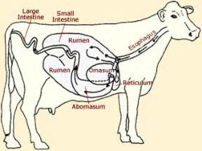 Cows have one stomach with four compartments, and cows have these as they eat differently to us. Can Cows Bite - Zweber Family Farms