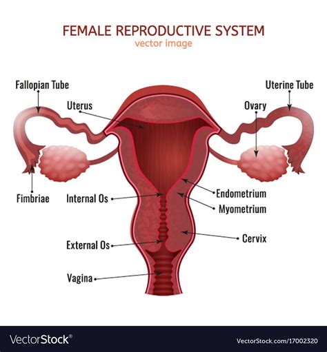 Cancers can occur in any part of the female reproductive system—the vulva, vagina, cervix, uterus, fallopian tubes, or. Female reproductive system Royalty Free Vector Image