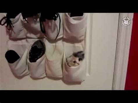 Gambar kucing terimut di dunia. ID Kucing Terimut di Dunia - YouTube